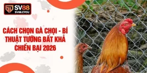 Cách Chọn Gà Chọi - Bí Thuật Tướng Bất Khả Chiến Bại 2026