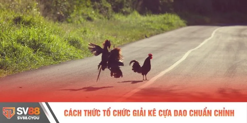 Cách thức tổ chức giải kê cựa dao chuẩn chỉnh