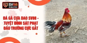 Đá Gà Cựa Dao SV88 - Tuyệt Đỉnh Sát Phạt Đấu Trường Cực Gắt