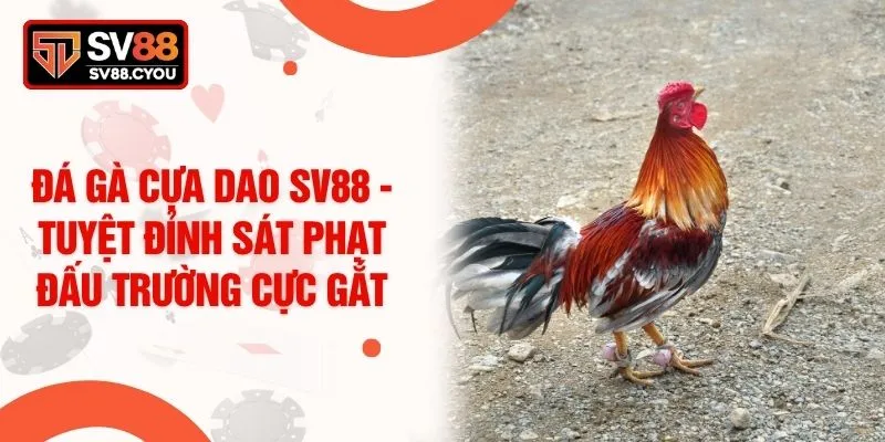 Đá Gà Cựa Dao SV88 - Tuyệt Đỉnh Sát Phạt Đấu Trường Cực Gắt