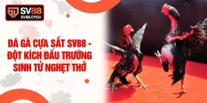 Đá Gà Cựa Sắt SV88 - Đột Kích Đấu Trường Sinh Tử Nghẹt Thở