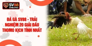 Đá Gà SV88 - Trải Nghiệm 20 Giải Đấu Thomo Kịch Tính Nhất