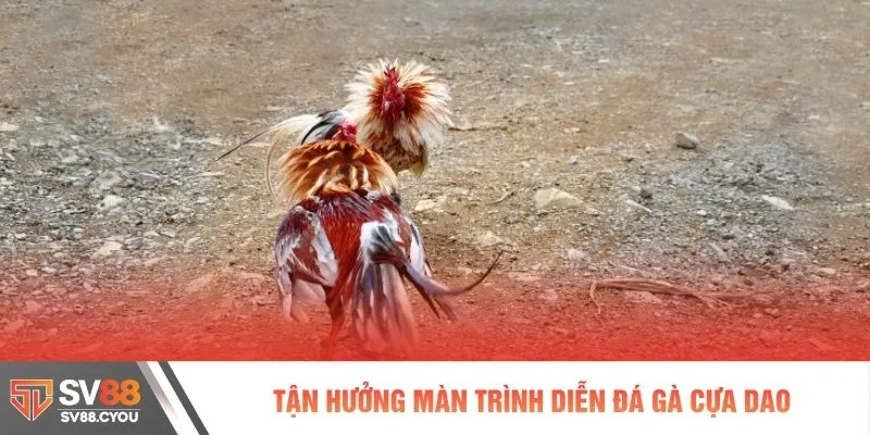 Tận hưởng màn trình diễn đá gà cựa dao