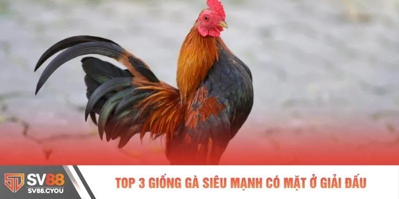 Top 3 giống gà siêu mạnh có mặt ở giải đấu